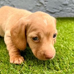 Elsa - Cream female Dachshund puppy in Orlando, Florida from Weiner Wunderland of Central Florida