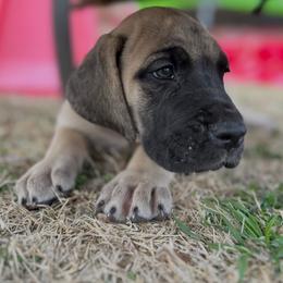 Captain - Fawn male Great Dane puppy in Mc Kinney, Texas from Bright Danes of Texas