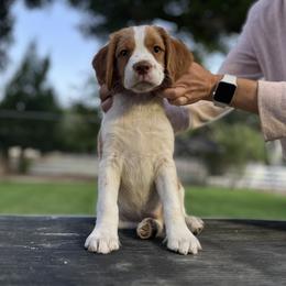Brittany Puppies from Caliah Brittanys