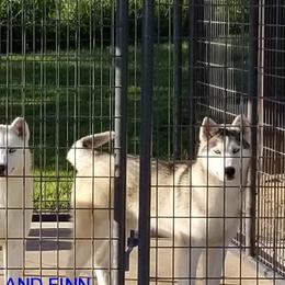Finn - Siberian Husky