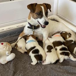 Golden Retriever and Jack Russell Terrier Puppies from Shelby Burleson's Golden Retrievers and Jack Russell Terriers