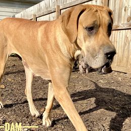 Sasha - Great Dane