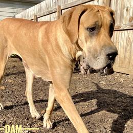 Sasha - Great Dane
