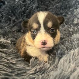 MO-F04 - Black and tan female Pembroke Welsh Corgi puppy in Stockton, Iowa from Infinity Corgis