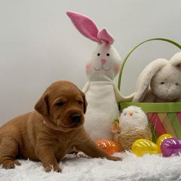Pink - Yellow female Labrador Retriever puppy in Heath Springs, South Carolina from Rich Hill Retrievers