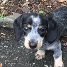 Dachshunds from Weenie Dog Acres