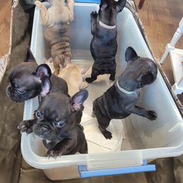 French Bulldog Puppies from Three Vine Frenchies