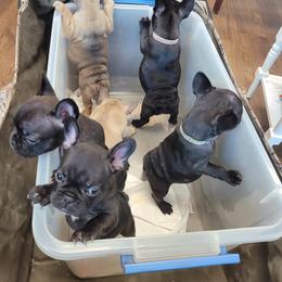 French Bulldog Puppies from Three Vine Frenchies