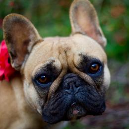 Zoey - French Bulldog