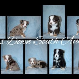 Miniature Australian Shepherd and Toy Australian Shepherd Puppies from Baker's Down South Aussies