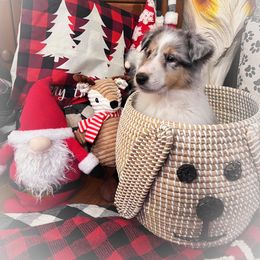 Collie Puppies from Cold Mountain Collies