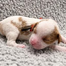 Richie - Parti male Goldendoodle puppy in Twin Falls, Idaho from Magic Valley Family Doodles