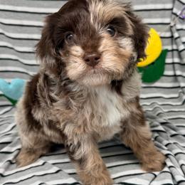 Nimbus - Merle male Cavapoo puppy in Salem, New Jersey from Dreamy Night Doodles