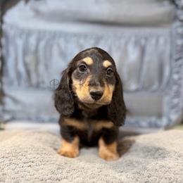 Trace - Black and tan male Dachshund puppy in Anderson, Alabama from Pasek Kennels