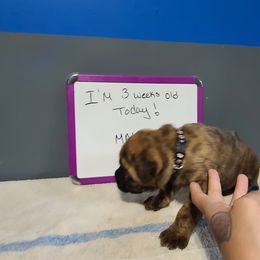 Boy 4 - Cane Corso puppy in Sturgeon Lake, Minnesota from Coffee Lake K9s