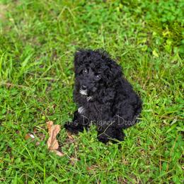 Zora - Black and white female Aussiedoodle puppy in Centreville, Mississippi from Trin's Designer Doodles
