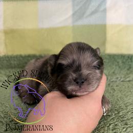 HOLD AKC BAJA BLAST - Blue merle male Pomeranian puppy in Watkins Glen, New York from Wicked Spirits Pomeranians