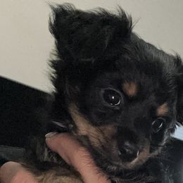 Chihuahuas, Companion Crosses, and Yorkshire Terriers from Fiesta Pups