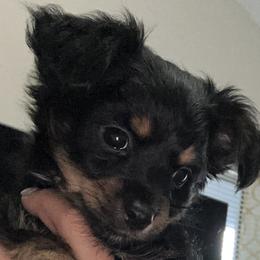 Chihuahuas, Companion Crosses, and Yorkshire Terriers from Fiesta Pups