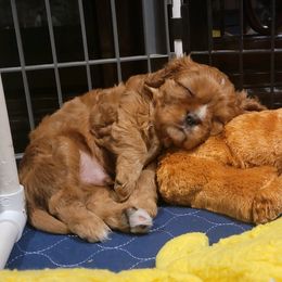 Boy 1 - Cavalier King Charles Spaniel puppy from Criddle Mountain Cavaliers