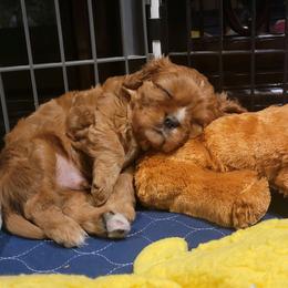 Boy 1 - Cavalier King Charles Spaniel puppy from Criddle Mountain Cavaliers