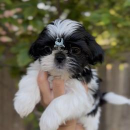Dewy Aphid - Black and white male Shih Tzu puppy in Cedar Hill, Texas from Puppy Paper House