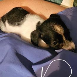 Boy 2 - Piebald male Dachshund puppy in King, North Carolina from Presleys dachshunds