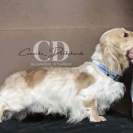 Dachshund Puppies from Camacho_Dachshunds
