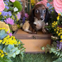 Trish - Piebald female Dachshund puppy in Wills Point, Texas from Duck Creek Farm