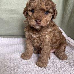 Poodle Puppies from Townsend Poodles