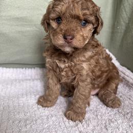 Poodle Puppies from Townsend Poodles