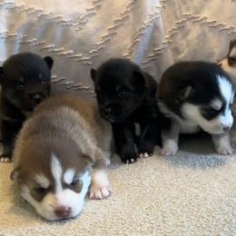 Pomsky Puppies from Pomsky Hills