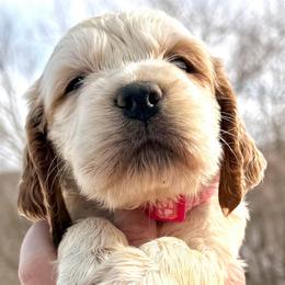 Lulu - Lemon and white female English Springer Spaniel puppy in Bay City, Wisconsin from Springer Hills Farm