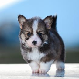 STORMY - Sable female Pembroke Welsh Corgi puppy in Mona, Utah from Sorensen Corgis