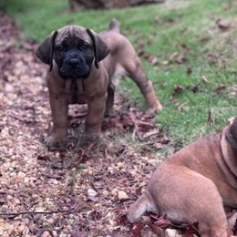 Boerboel Puppies from Indian Ridge Boerboels