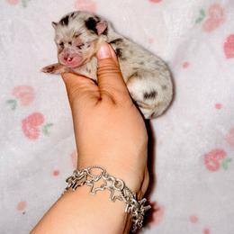 Girl 1 - Blue merle female Pomeranian puppy in Eagle Pass, Texas from Texas Tumbleweed Poms
