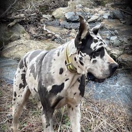 Phoebe - Harlequin female Great Dane puppy in Greenville, South Carolina from Allen’s Ridge Ranch