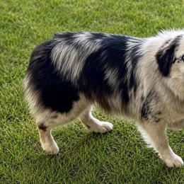 Luna - Blue merle female Miniature Australian Shepherd puppy in Smithville, Arkansas from Cooper Creek Aussies
