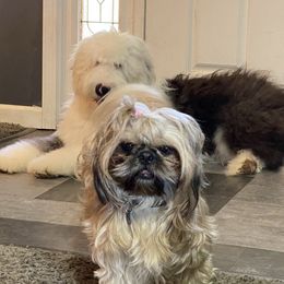 Old English Sheepdog Puppies from Heavinly Blessings Farm Pups - Old English Sheepdog Puppies