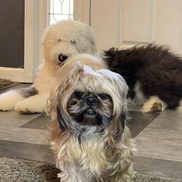 Old English Sheepdog Puppies from Heavinly Blessings Farm Pups - Old English Sheepdog Puppies