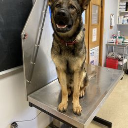 German Shepherd All Grown Up from Angel Oak German Shepherds