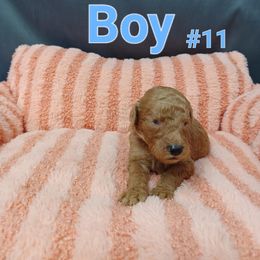 Goldendoodle Puppies from Georgetown designer dogs and purebred puppies