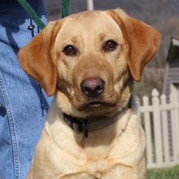 Labrador Retriever All Grown Up from Larke Lab Kennels