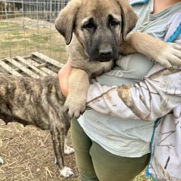 Morticia - Fawn female Anatolian Shepherd Dog puppy in Williamsburg, Kentucky from Three Little Birds Farm