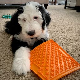 Bernedoodle, Bernese Mountain Dog, Old English Sheepdog, Poodle, and Sheepadoodle Puppies from VonDoodles Bernedoodles & Sheepadoodles