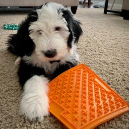 Bernedoodle, Bernese Mountain Dog, Old English Sheepdog, Poodle, and Sheepadoodle Puppies from VonDoodles Bernedoodles & Sheepadoodles