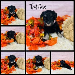 Toffee - Black and silver female Miniature Schnauzer puppy in Springfield, Tennessee from My Lovable Schnauzers