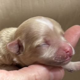 Samson - Apricot male Maltipoo puppy in Mabelvale, Arkansas from Durham's Designer Poos