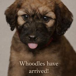 Boy 2 - Wheaten male Whoodle puppy in Knoxville, Tennessee from Fleury Farm Doodles TN