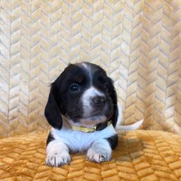 Yellow collar male - Piebald female Dachshund puppy in Brevard, North Carolina from Morgan’s Dachshund’s & Aussies